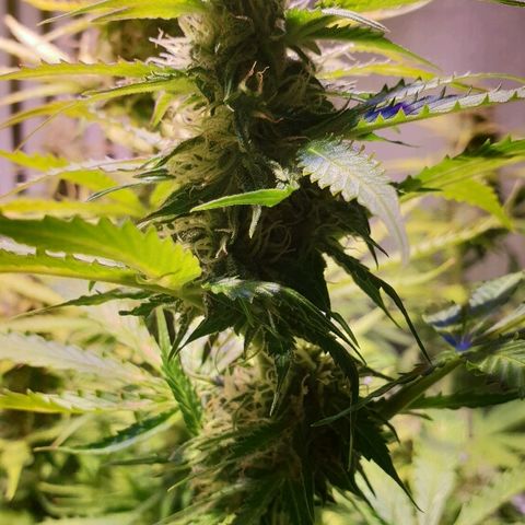 Master Kush Automatic #1 growlog timeline photo