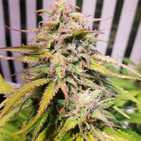 Super skunk #2 growlog timeline photo