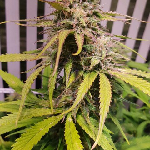 Super skunk #2 growlog timeline photo