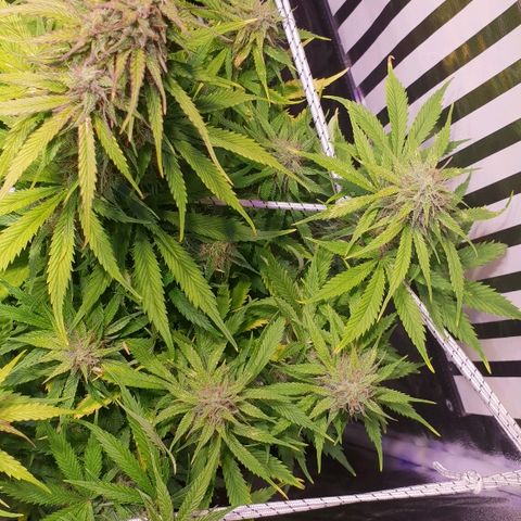 Super skunk #2 growlog timeline photo