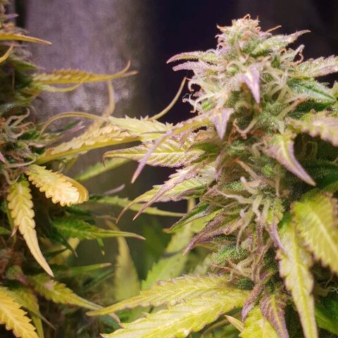 Master Kush Automatic #1 growlog timeline photo