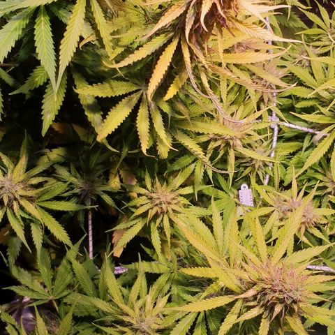 Master Kush Automatic #1 growlog timeline photo