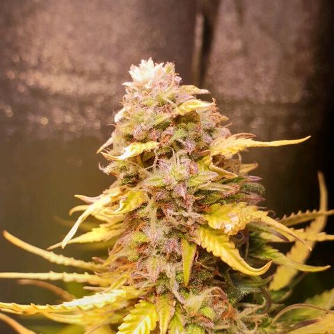 Master Kush Automatic #1 growlog timeline photo