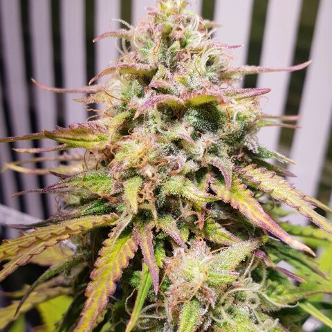 Super skunk #2 growlog timeline photo