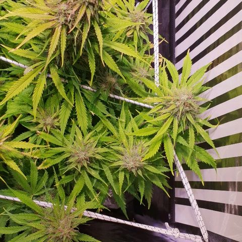 Super skunk #2 growlog timeline photo