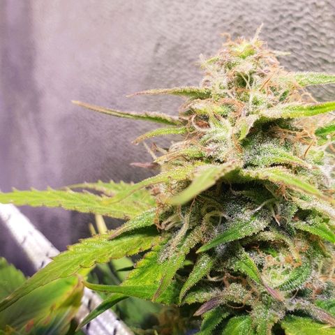 Super skunk #2 growlog timeline photo