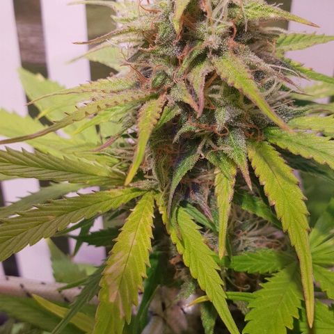 Super skunk #2 growlog timeline photo