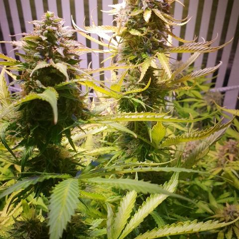 Master Kush Automatic #1 growlog timeline photo