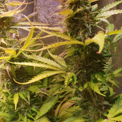 Master Kush Automatic #1 growlog timeline photo