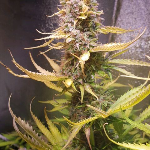 Master Kush Automatic #1 growlog timeline photo