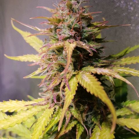 Master Kush Automatic #1 growlog timeline photo