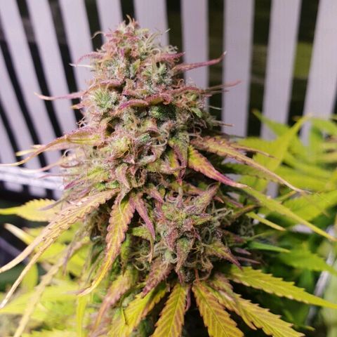 Super skunk #2 growlog timeline photo