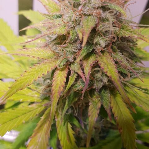 Super skunk #2 growlog timeline photo