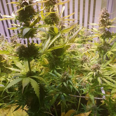 Master Kush Automatic #1 growlog timeline photo