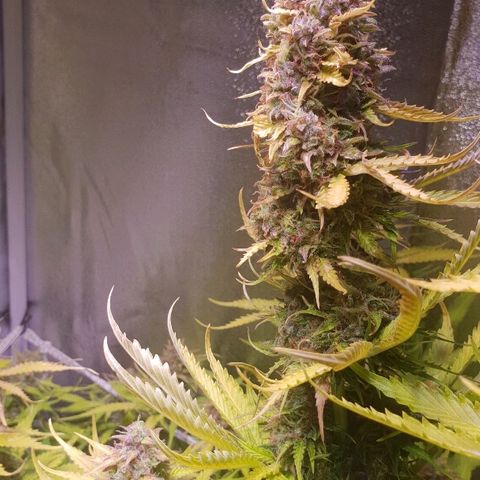 Master Kush Automatic #1 growlog timeline photo