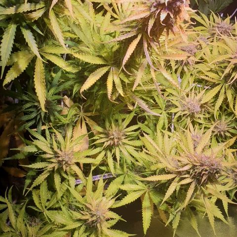 Master Kush Automatic #1 growlog timeline photo