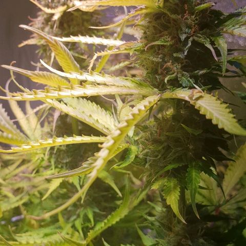 Master Kush Automatic #1 growlog timeline photo