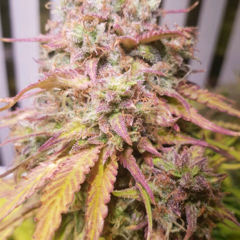 Super skunk #2 growlog timeline photo