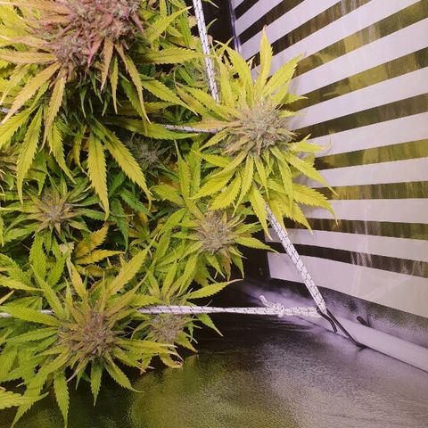 Super skunk #2 growlog timeline photo