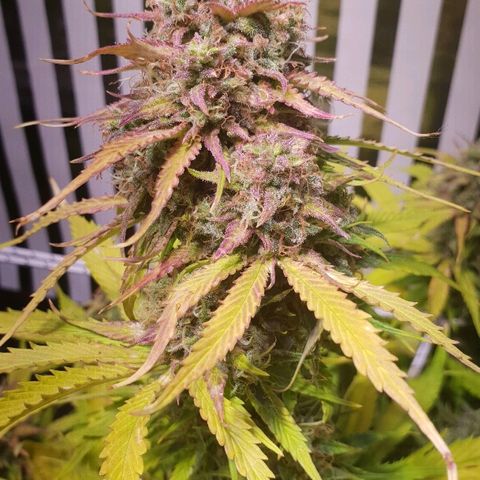 Super skunk #2 growlog timeline photo