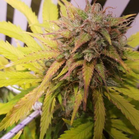 Super skunk #2 growlog timeline photo