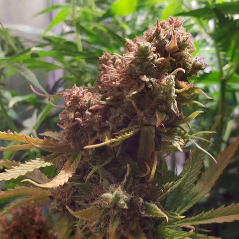 Super skunk #2 growlog timeline photo