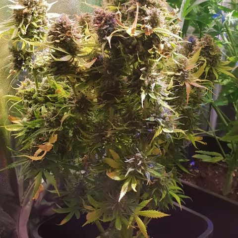 Super skunk #2 growlog timeline photo