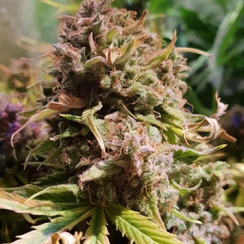 Super skunk #2 growlog timeline photo