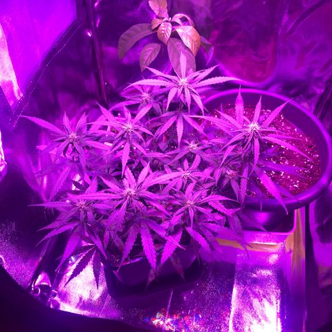 Orion F1 Hybrid Automatik  growlog timeline photo