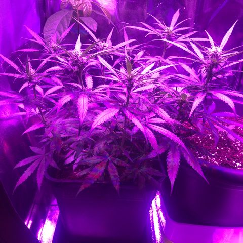 Orion F1 Hybrid Automatik  growlog photo: Bestandsaufnahme und App testen… 