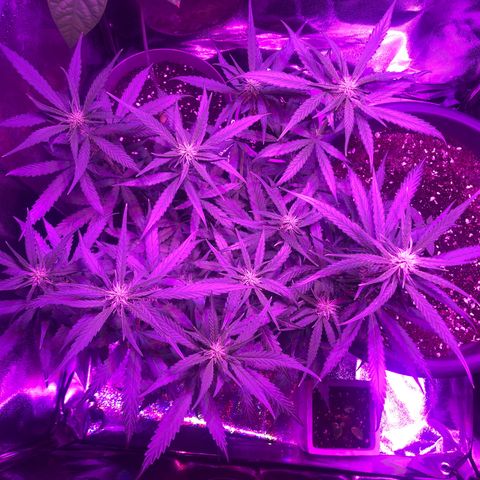 Orion F1 Hybrid Automatik  growlog photo: Bestandsaufnahme und App testen… 