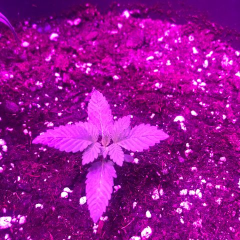 Special Kush #1 (Fem)  growlog photo: Bestandsaufnahme Special Kush #1