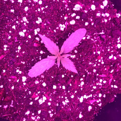 Orion F1 Hybrid Automatik  growlog timeline photo