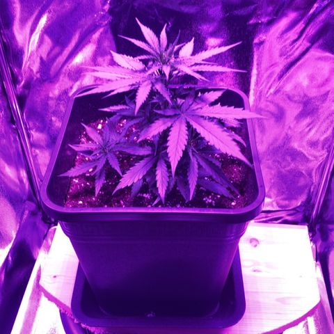 Orion F1 Hybrid Automatik  growlog timeline photo