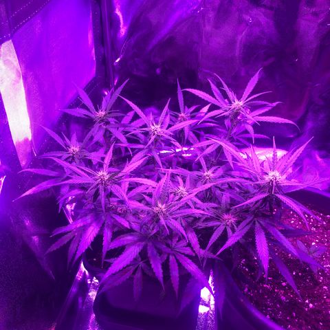 Orion F1 Hybrid Automatik  growlog photo: Quick Check up in the Morning