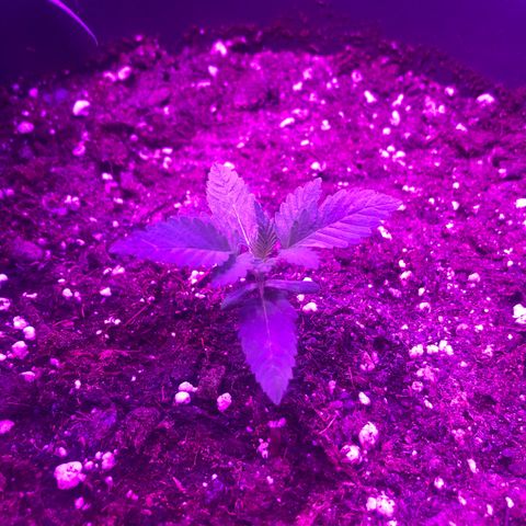 Special Kush #1 (Fem)  growlog photo: Quick Check Up in the Morning 