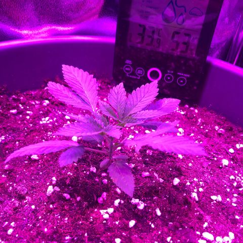 Special Kush #1 (Fem)  growlog photo: Update Time... 