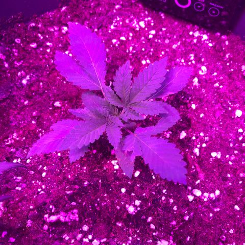 Special Kush #1 (Fem)  growlog photo: Update Time... 