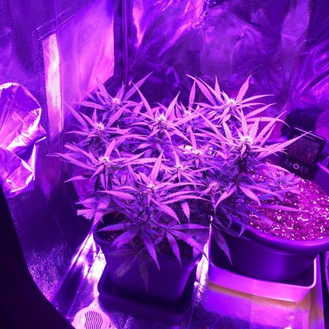 Orion F1 Hybrid Automatik  growlog photo: Quick Update... 👍🏼 Bud's werden immer größer und größer.. 
(Bud's are getting bigger and bigger..) 🤤