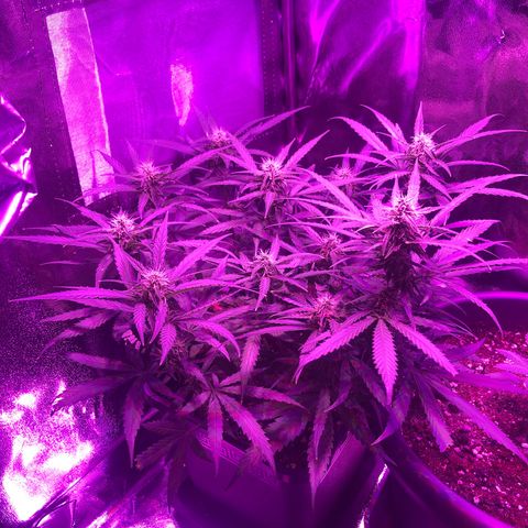 Orion F1 Hybrid Automatik  growlog photo: Update