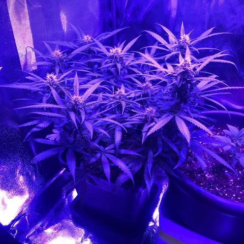 Orion F1 Hybrid Automatik  growlog photo: Update