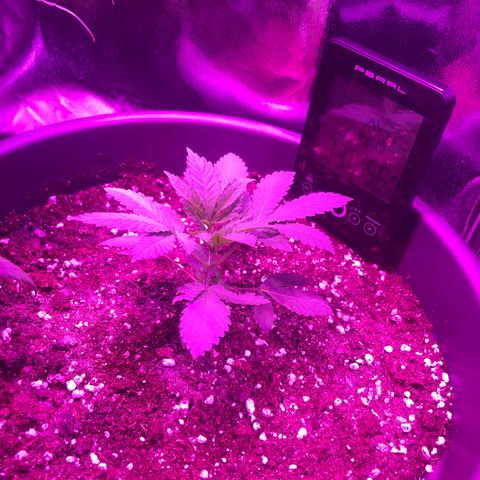 Special Kush #1 (Fem)  growlog photo: Update 
