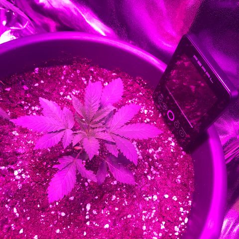 Special Kush #1 (Fem)  growlog photo: Update 