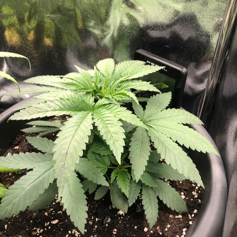 Special Kush #1 (Fem)  growlog timeline photo