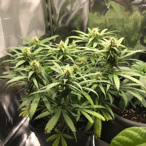 Orion F1 Hybrid Automatik  growlog timeline photo