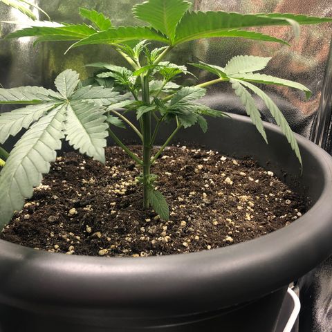 Special Kush #1 (Fem)  growlog timeline photo