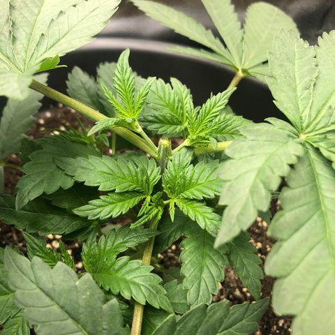Special Kush #1 (Fem)  growlog timeline photo