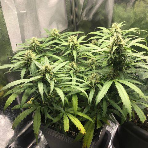Orion F1 Hybrid Automatik  growlog timeline photo
