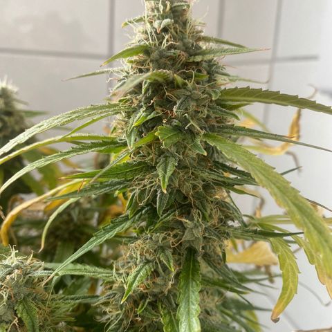 Orion F1 Hybrid Automatik  growlog timeline photo