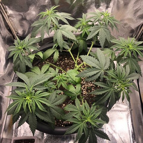 Special Kush #1 (Fem)  growlog timeline photo